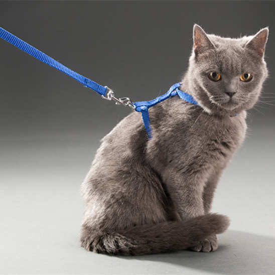 1PC Cat Dog Leash and Adjustable Collar Harness Nylon Pet Traction Cat Kitten Halter Cats Products for Cat Puppy Small Dogs 1PC Cat Dog Leash and Adjustable Collar Harness Nylon Pet Traction Cat Kitten Halter Cats Products for Cat Puppy Small Dogs