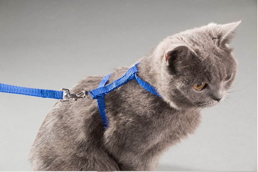 1PC Cat Dog Leash and Adjustable Collar Harness Nylon Pet Traction Cat Kitten Halter Cats Products for Cat Puppy Small Dogs 1PC Cat Dog Leash and Adjustable Collar Harness Nylon Pet Traction Cat Kitten Halter Cats Products for Cat Puppy Small Dogs